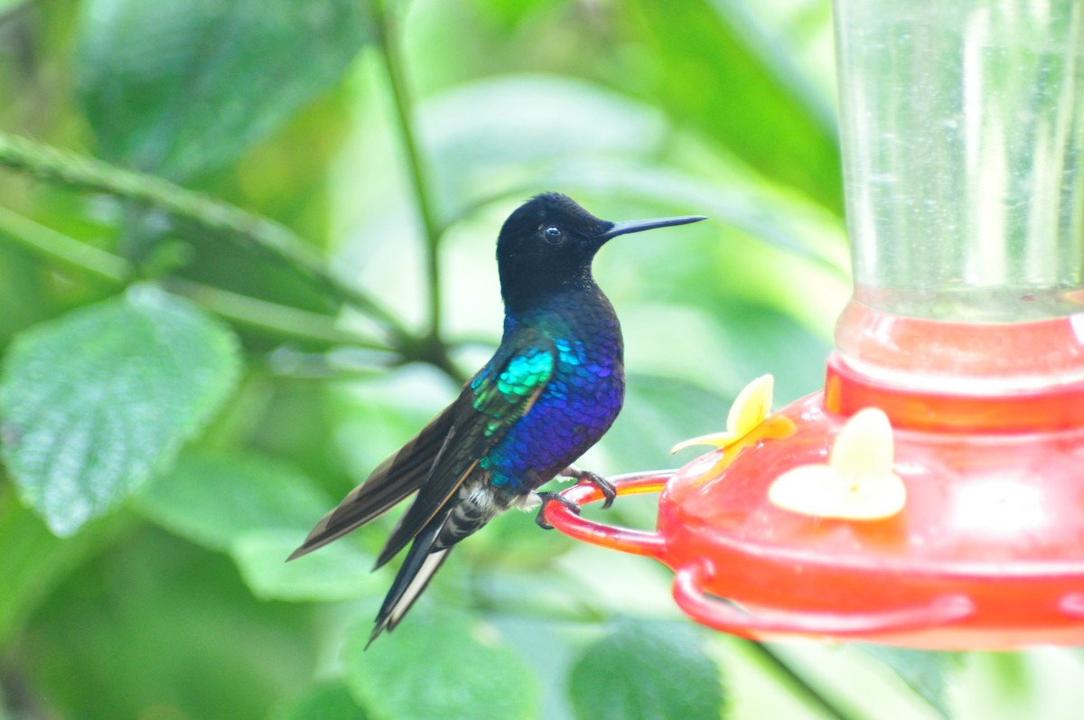 Velvet-purple Coronet - Elliott GG