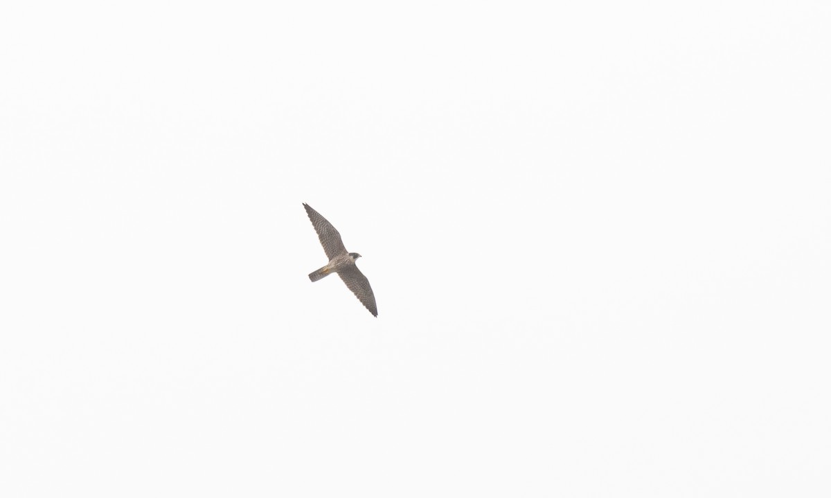 Peregrine Falcon (North American) - ML329014261