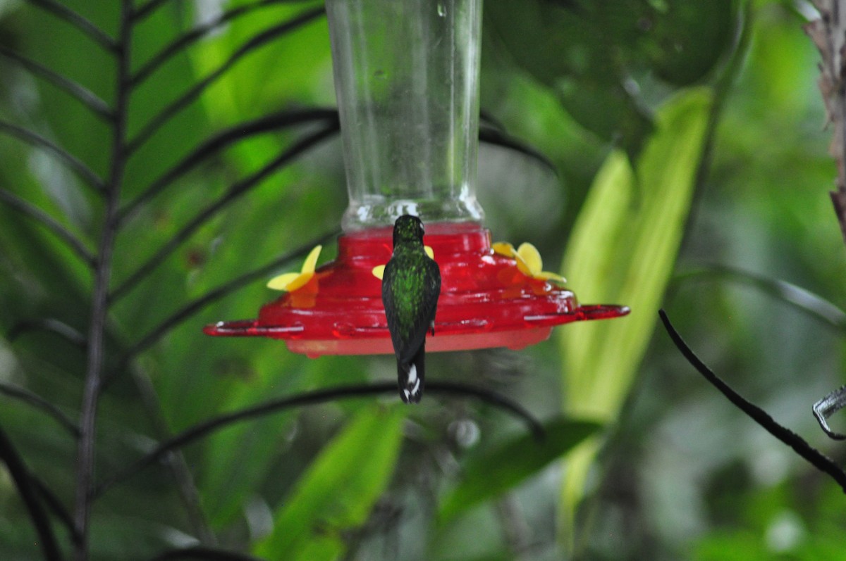 kolibřík skvrnoocasý - ML329014591