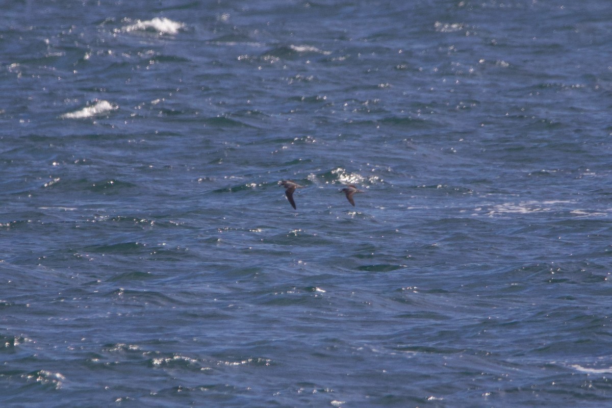 Soft-plumaged Petrel - ML329014641