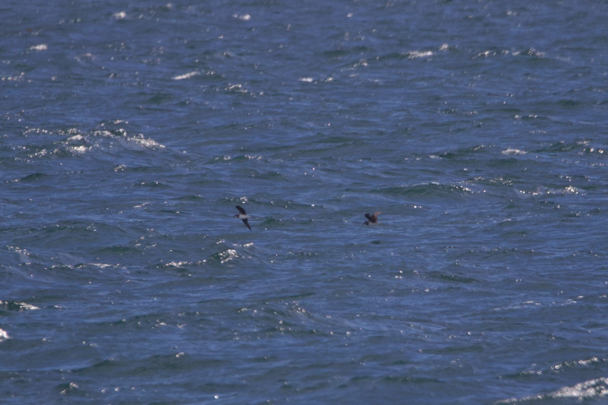 Soft-plumaged Petrel - ML329014661