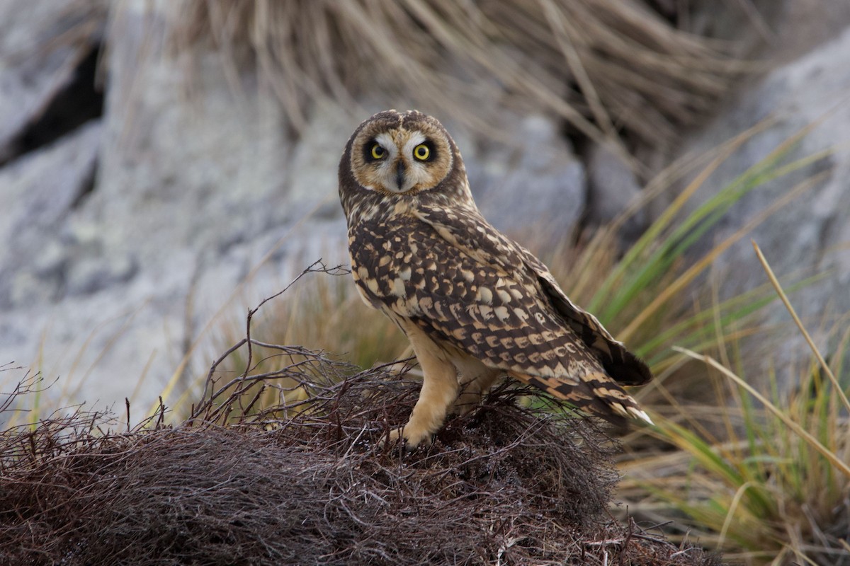 Short-eared Owl - ML329017481