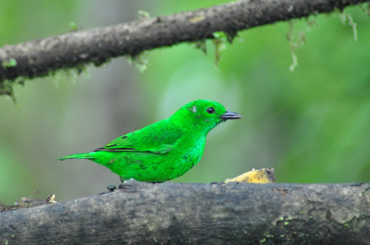 Glistening-green Tanager - ML329019461