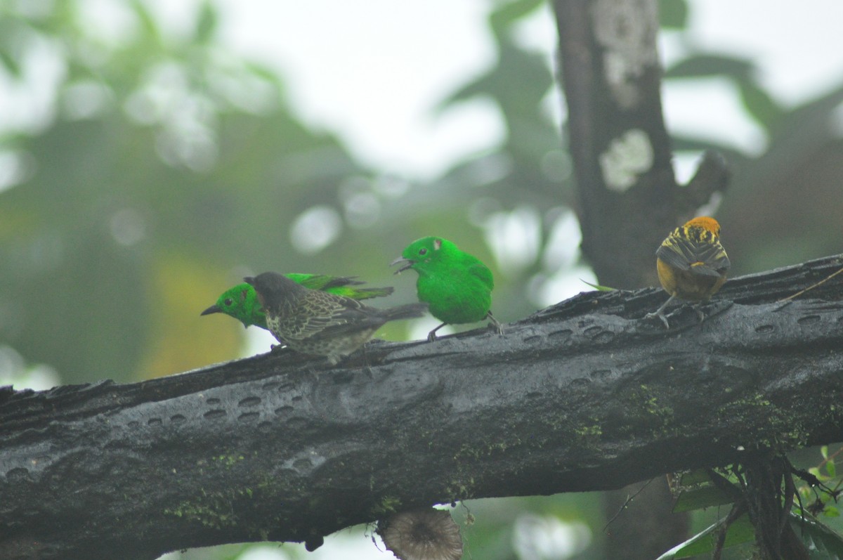 Glistening-green Tanager - Elliott GG