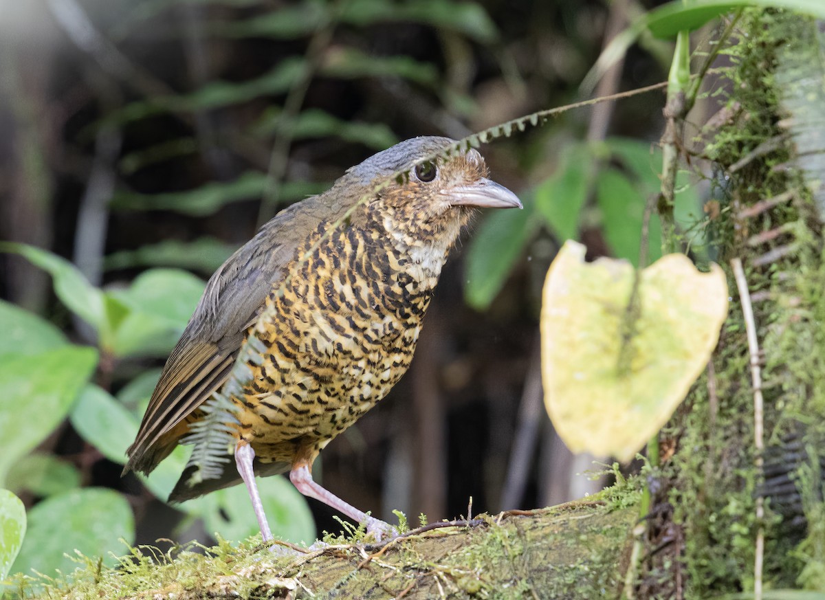 Great Antpitta - Vivian Vivas
