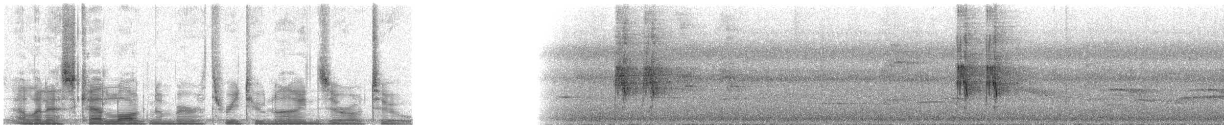 špaček bělokrký - ML32902