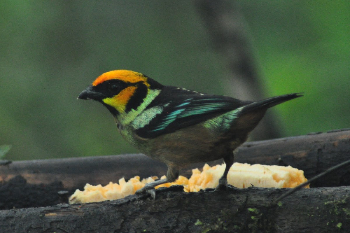 Flame-faced Tanager - Elliott GG