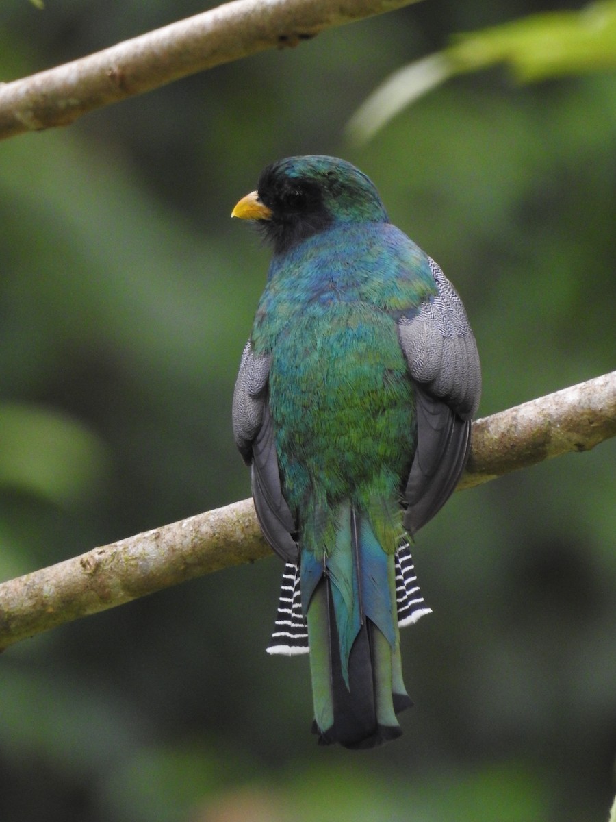 Collared Trogon - ML329021001