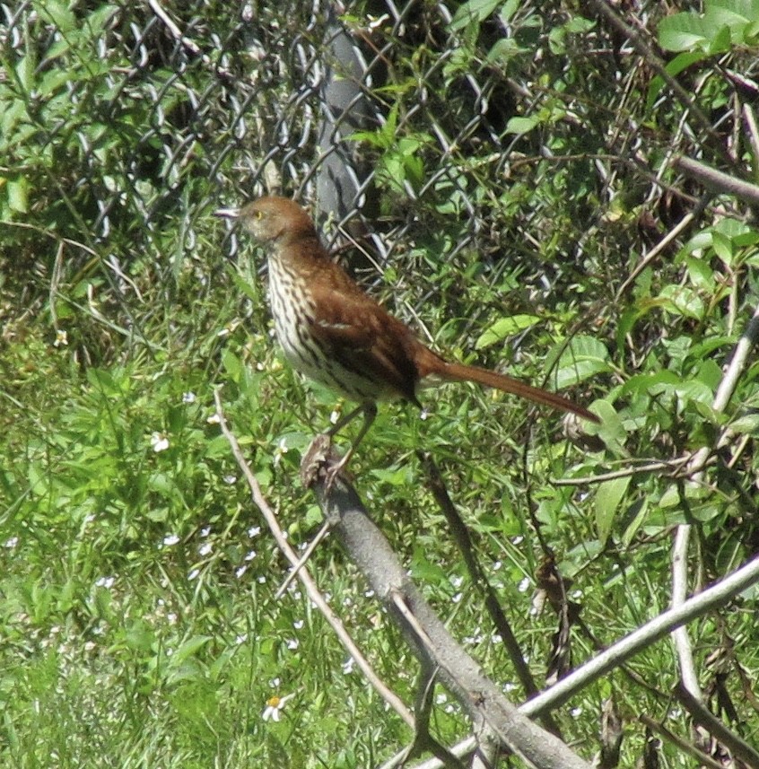 Brown Thrasher - ML329021991