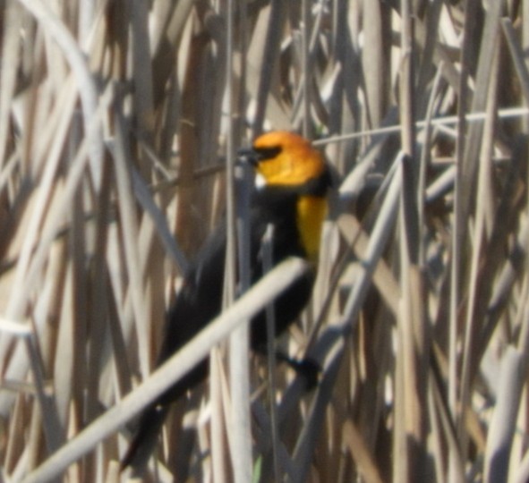 Yellow-headed Blackbird - ML329022351