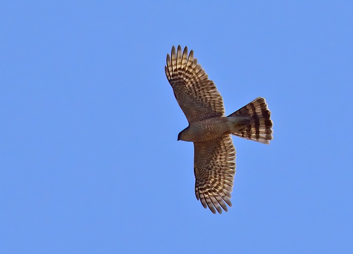 Sharp-shinned Hawk - ML329023221