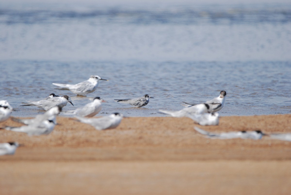 Black Tern - ML329023511