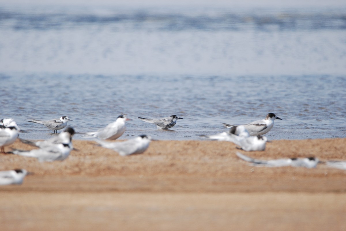 Black Tern - ML329023611