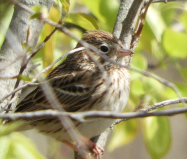 Vesper Sparrow - ML329024001