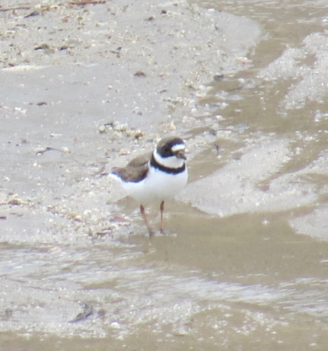 Semipalmated Plover - Alexander Koonce