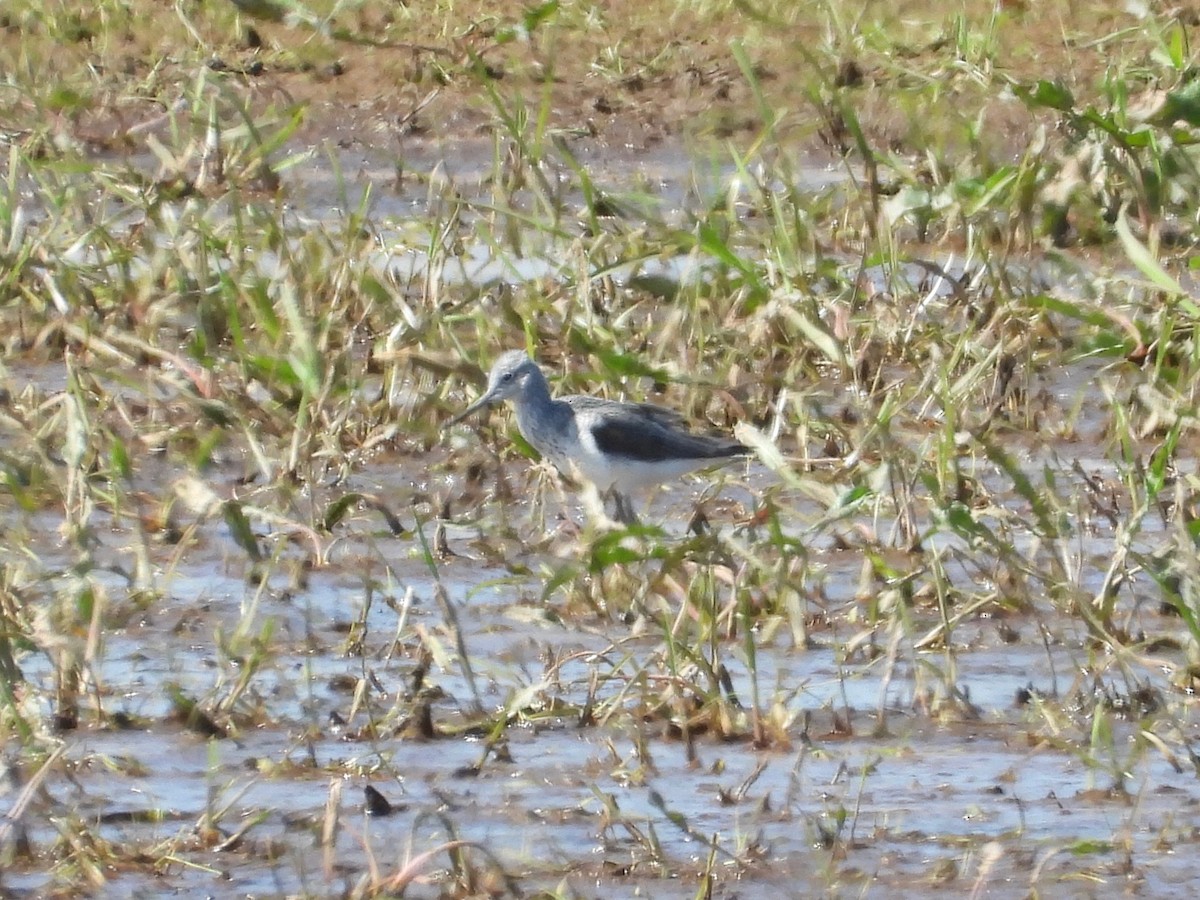 Common Greenshank - ML329025111