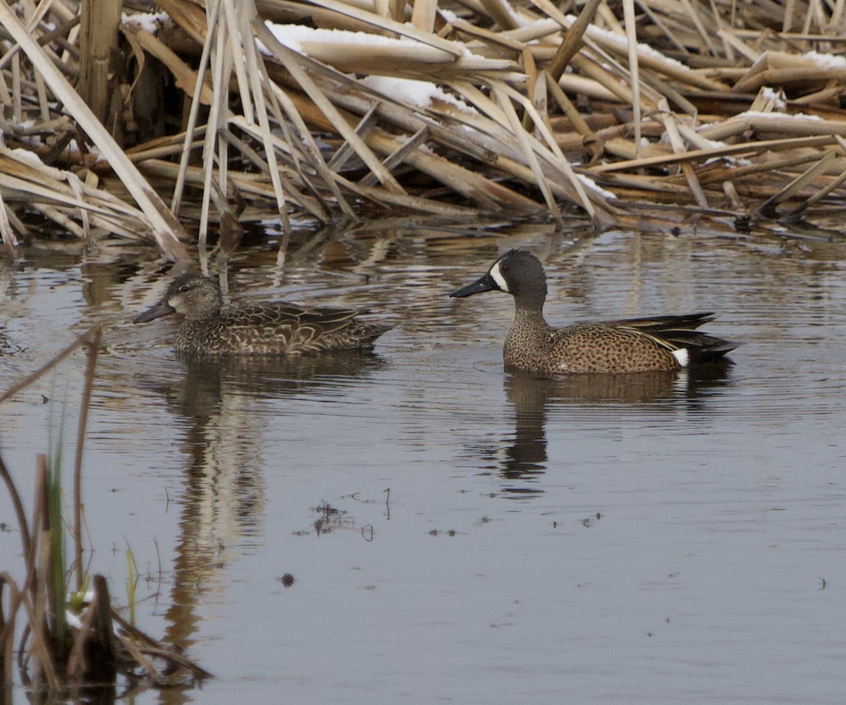 Blue-winged Teal - ML329025141