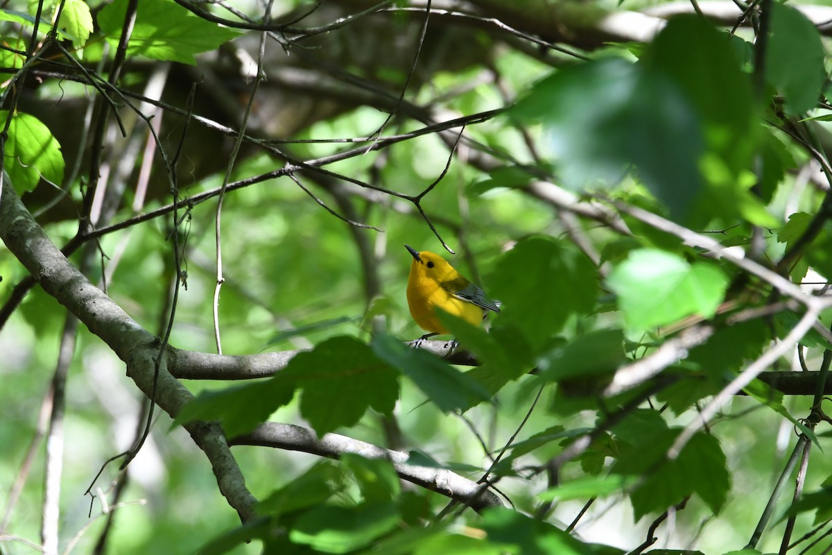 Prothonotary Warbler - ML329025191