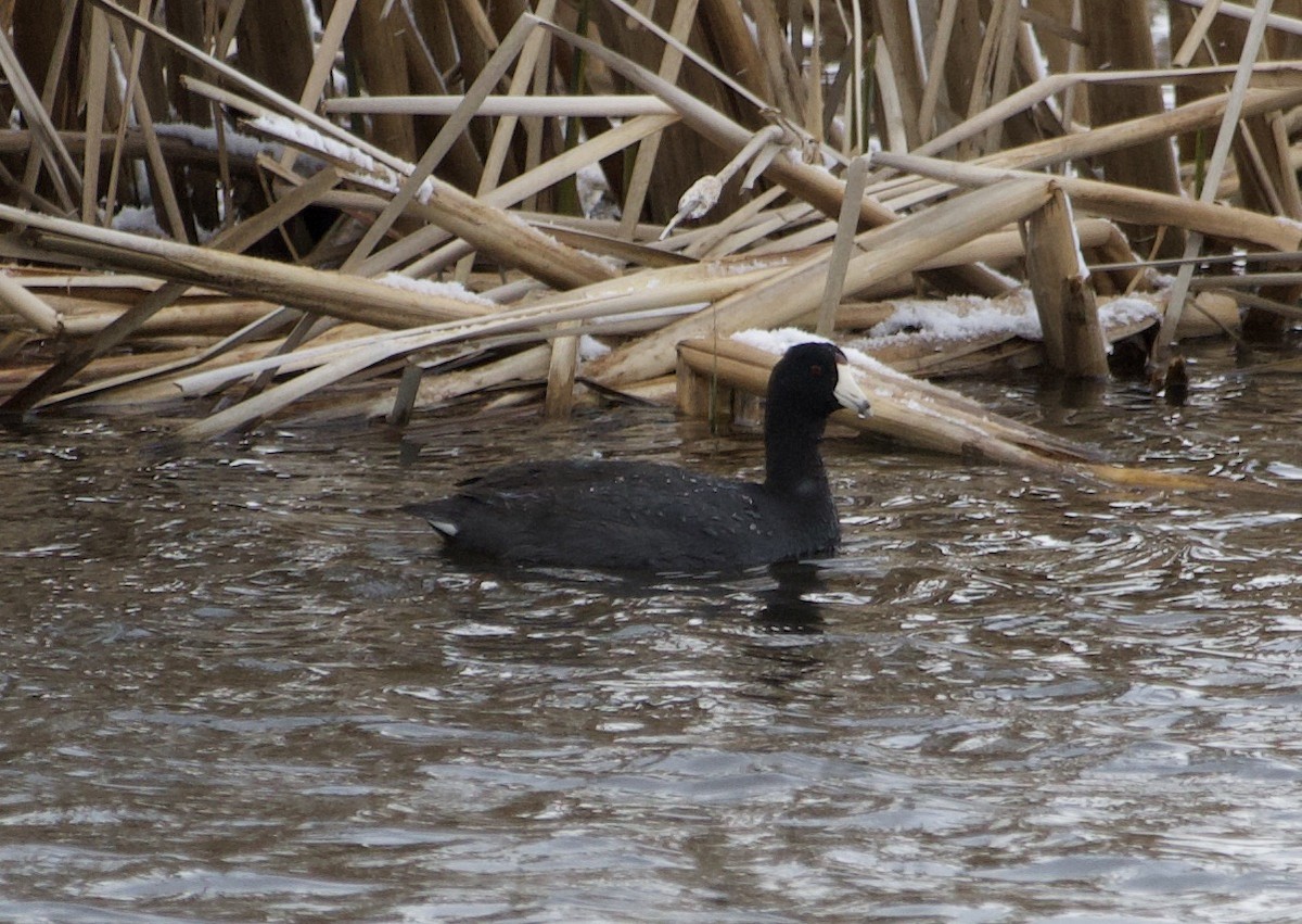 American Coot - ML329025331