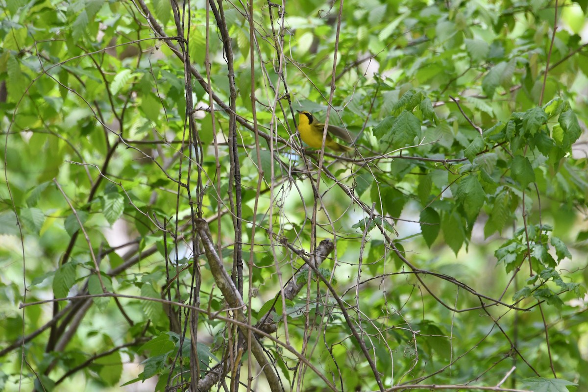 Kentucky Warbler - ML329025971