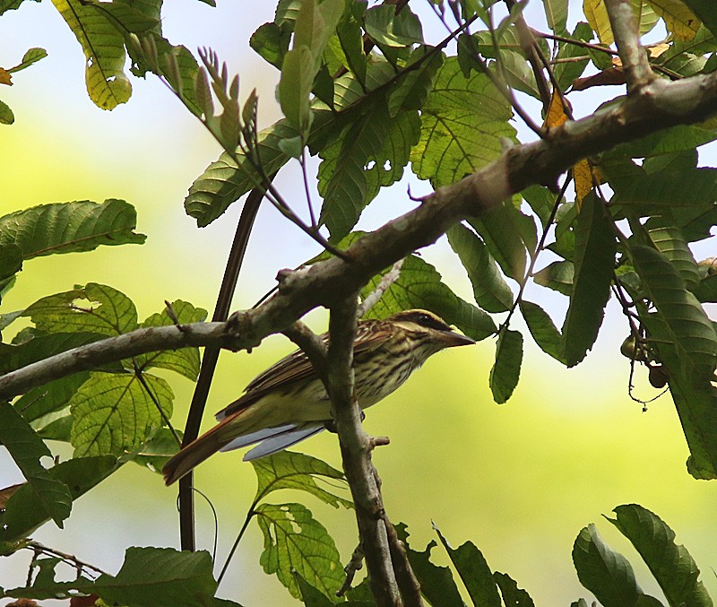 Streaked Flycatcher (Northern) - ML329026141