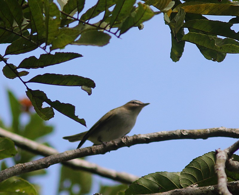 Red-eyed Vireo - ML329026421