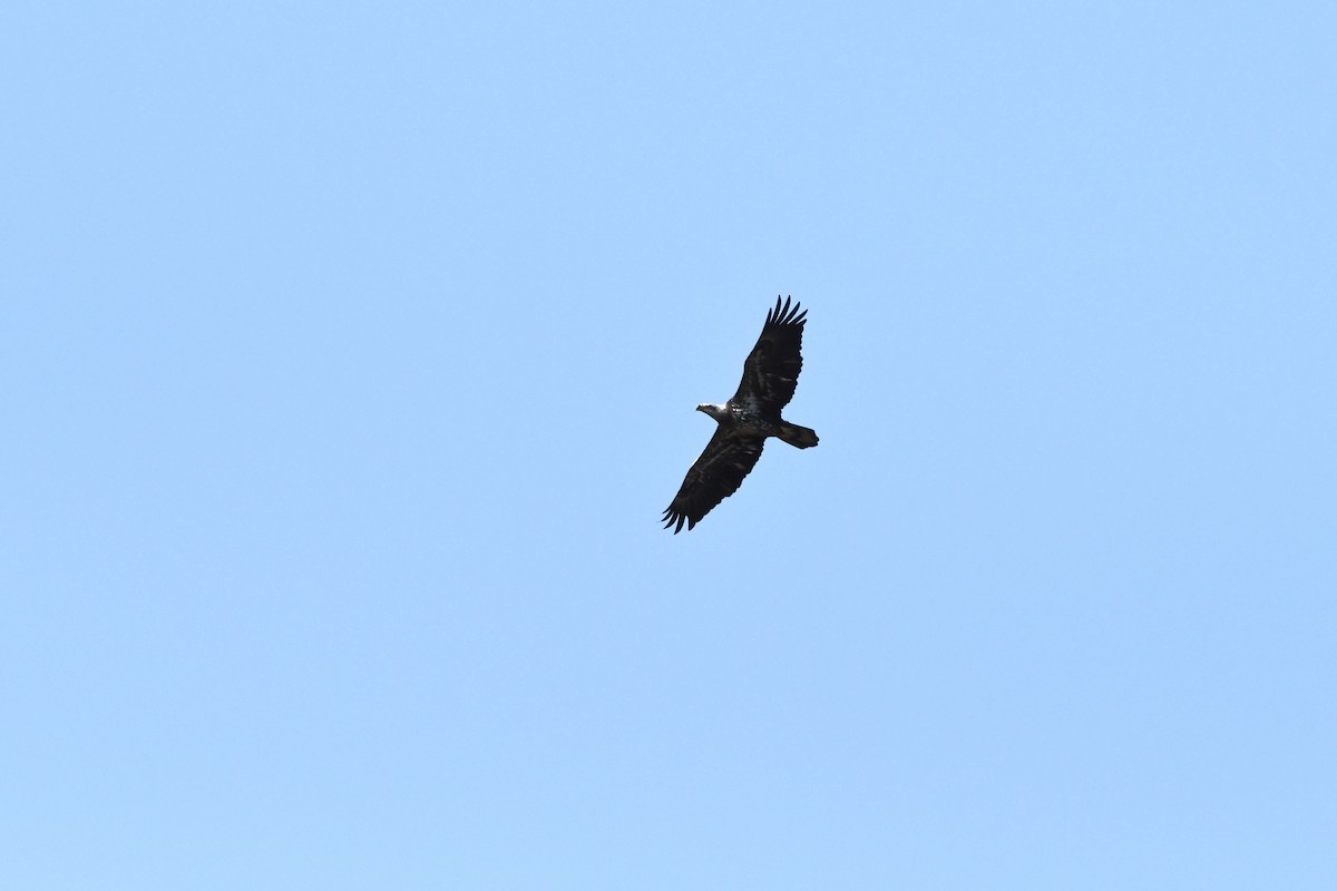 Bald Eagle - ML329026501