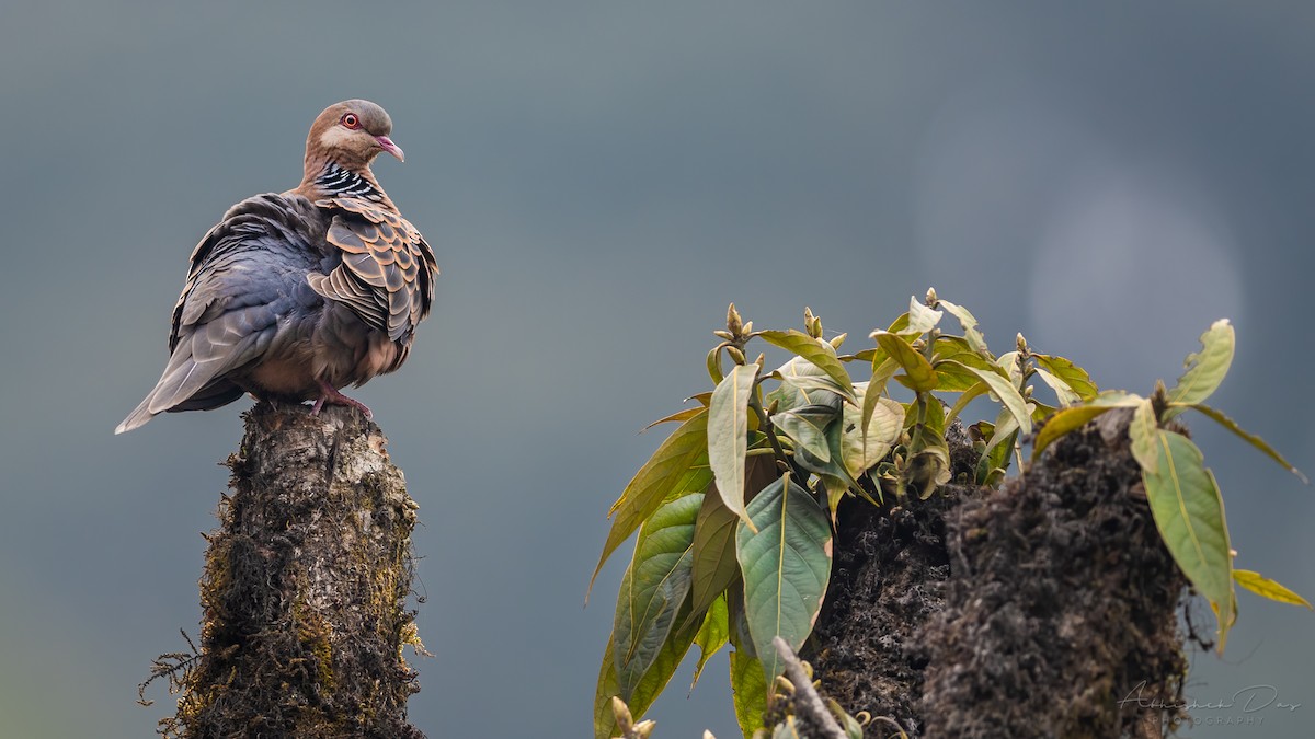 Oriental Turtle-Dove - ML329027391