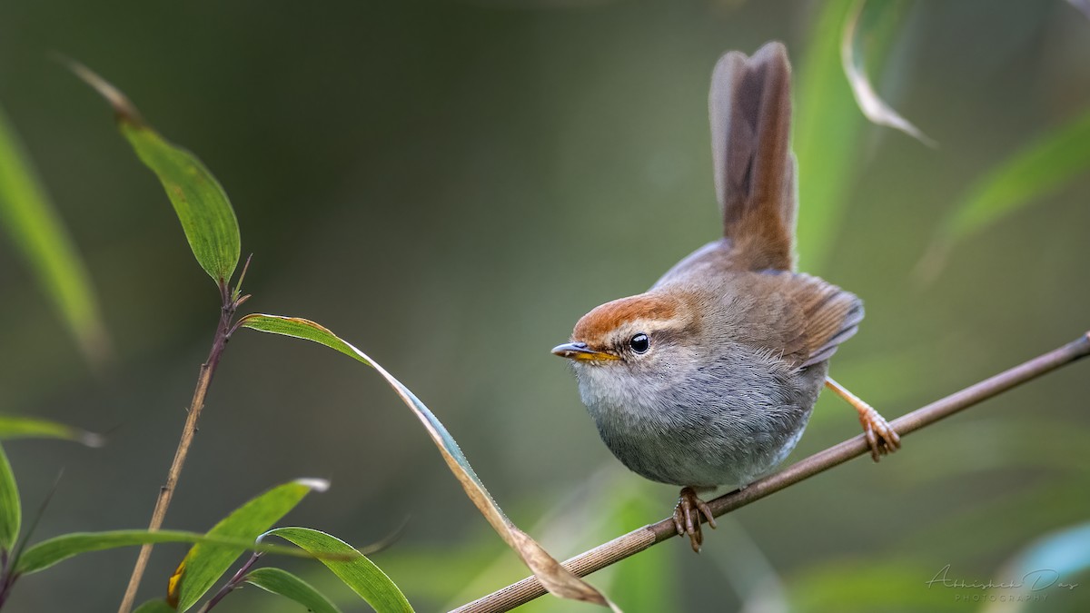 Gray-sided Bush Warbler - Abhishek Das