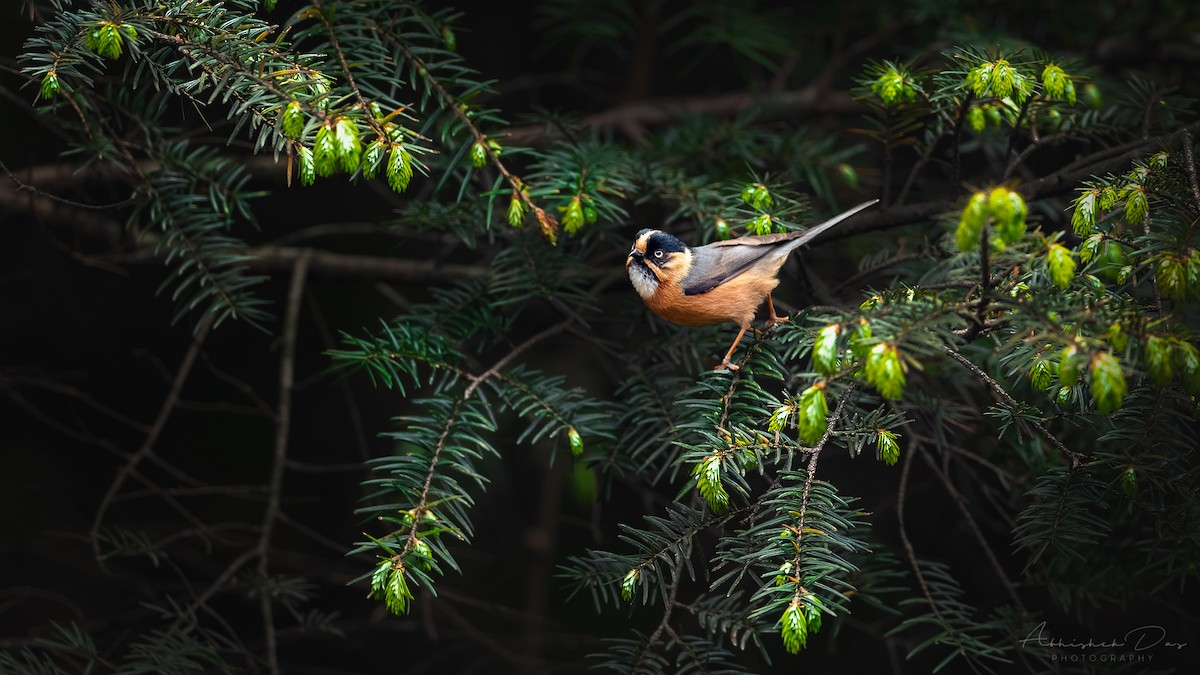 Black-browed Tit (Rufous-fronted) - ML329027561