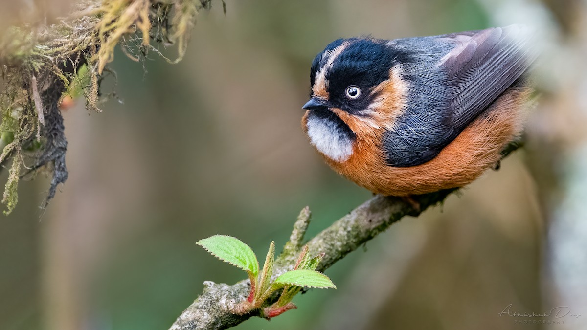 Black-browed Tit (Rufous-fronted) - ML329027591