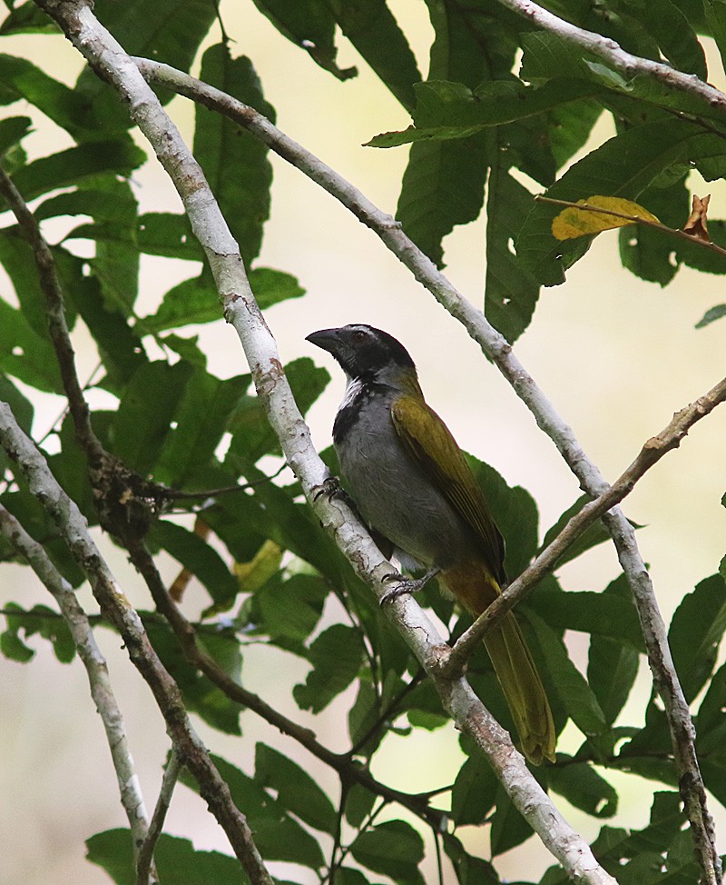 storsaltator - ML329027781