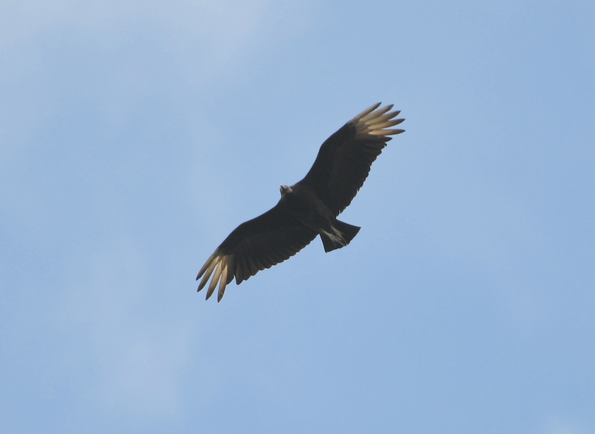 Black Vulture - ML329028691