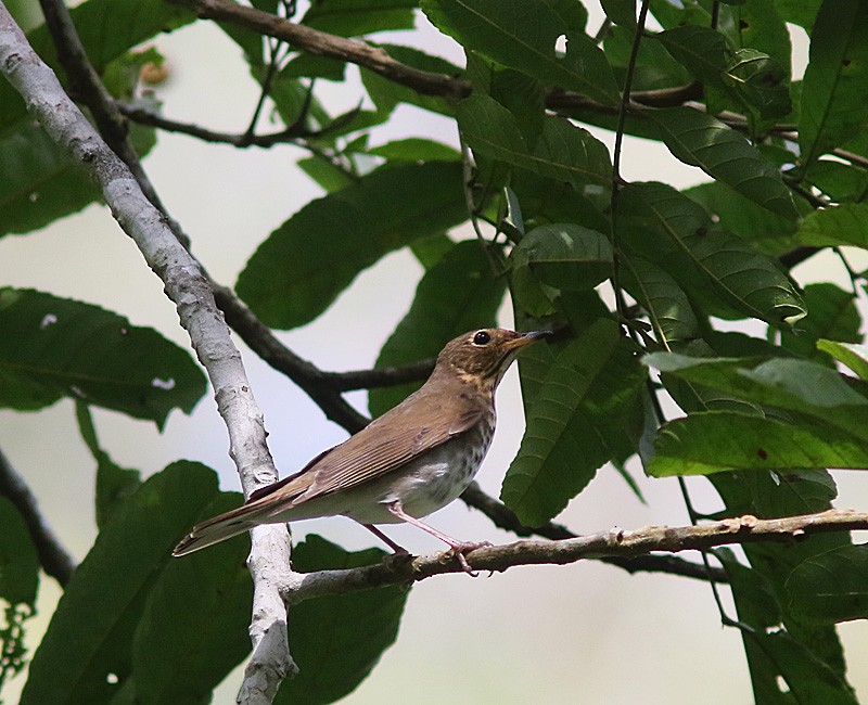 Swainson's Thrush (Russet-backed) - Jorge Montejo