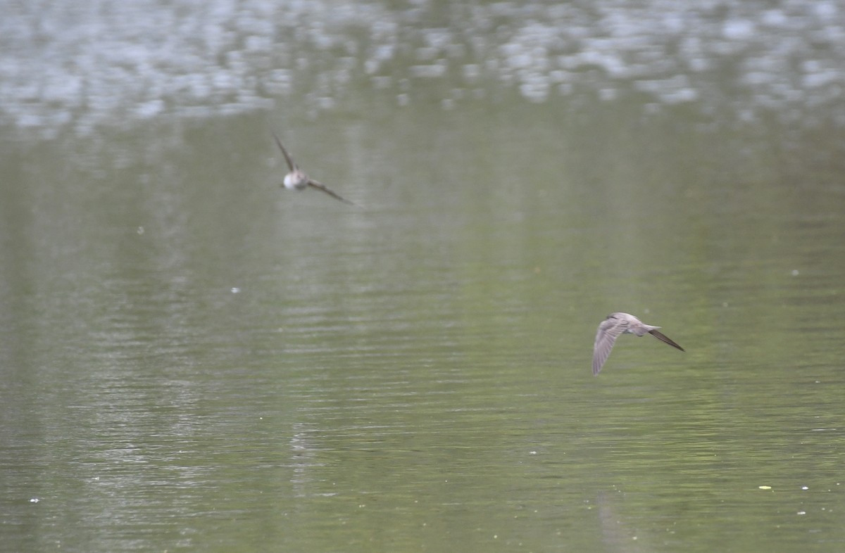 Hirondelle à ailes hérissées - ML329029351