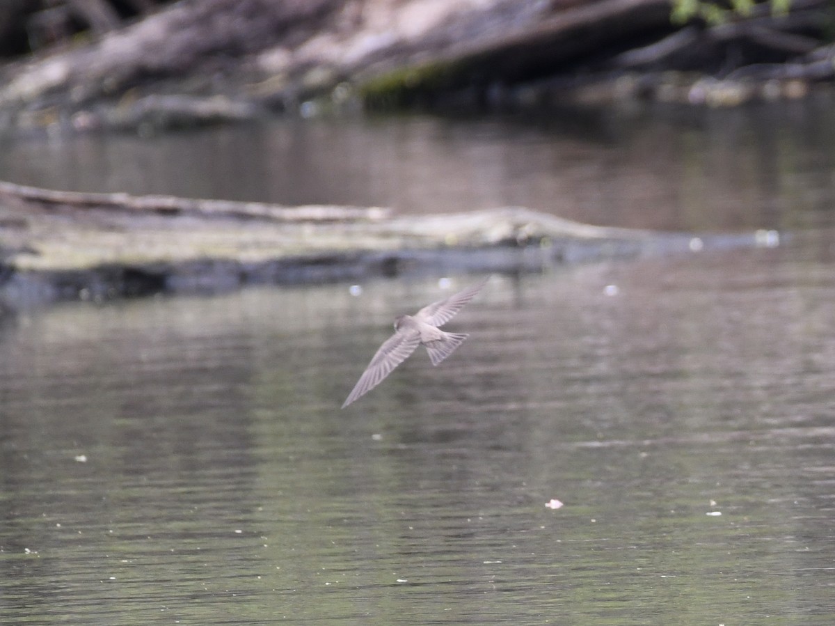 Northern Rough-winged Swallow - ML329029461