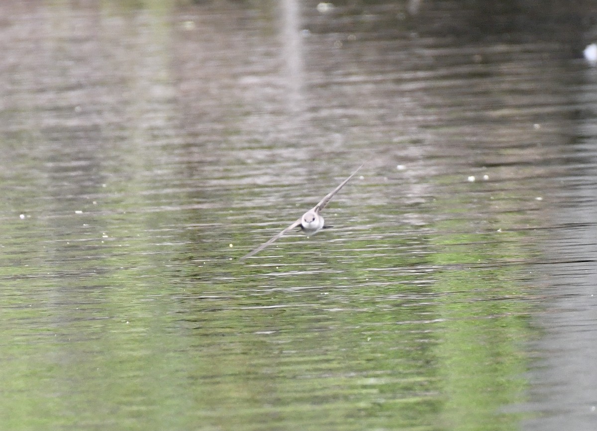 Northern Rough-winged Swallow - ML329029631