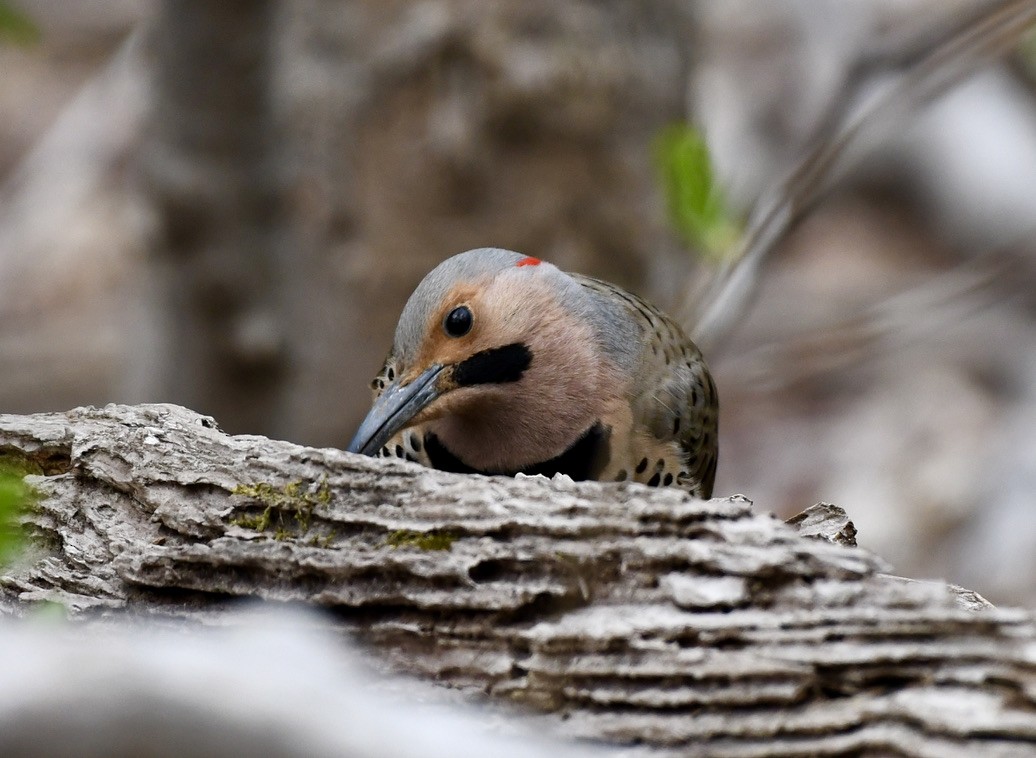 Northern Flicker - ML329031571