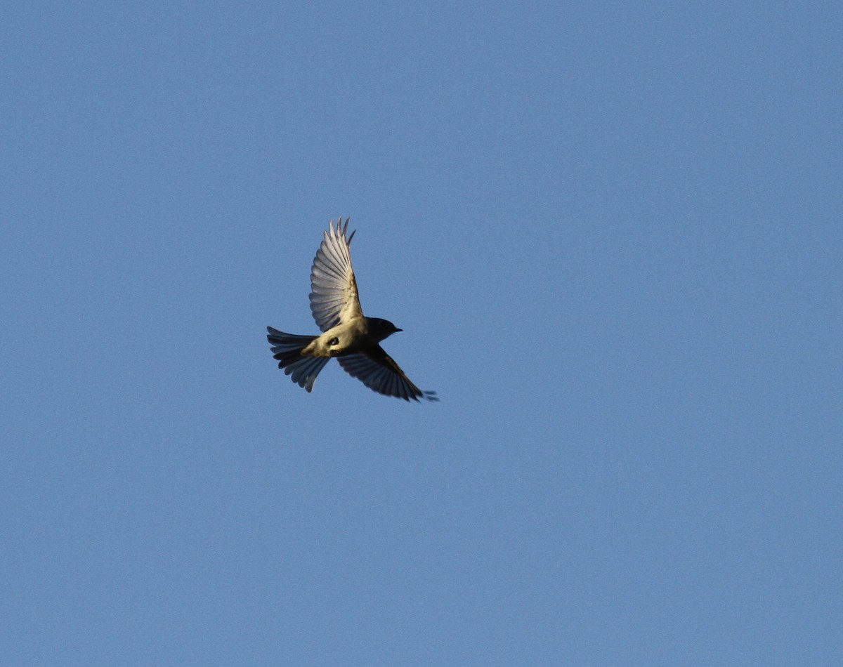 Western Flycatcher (Pacific-slope) - ML329032691