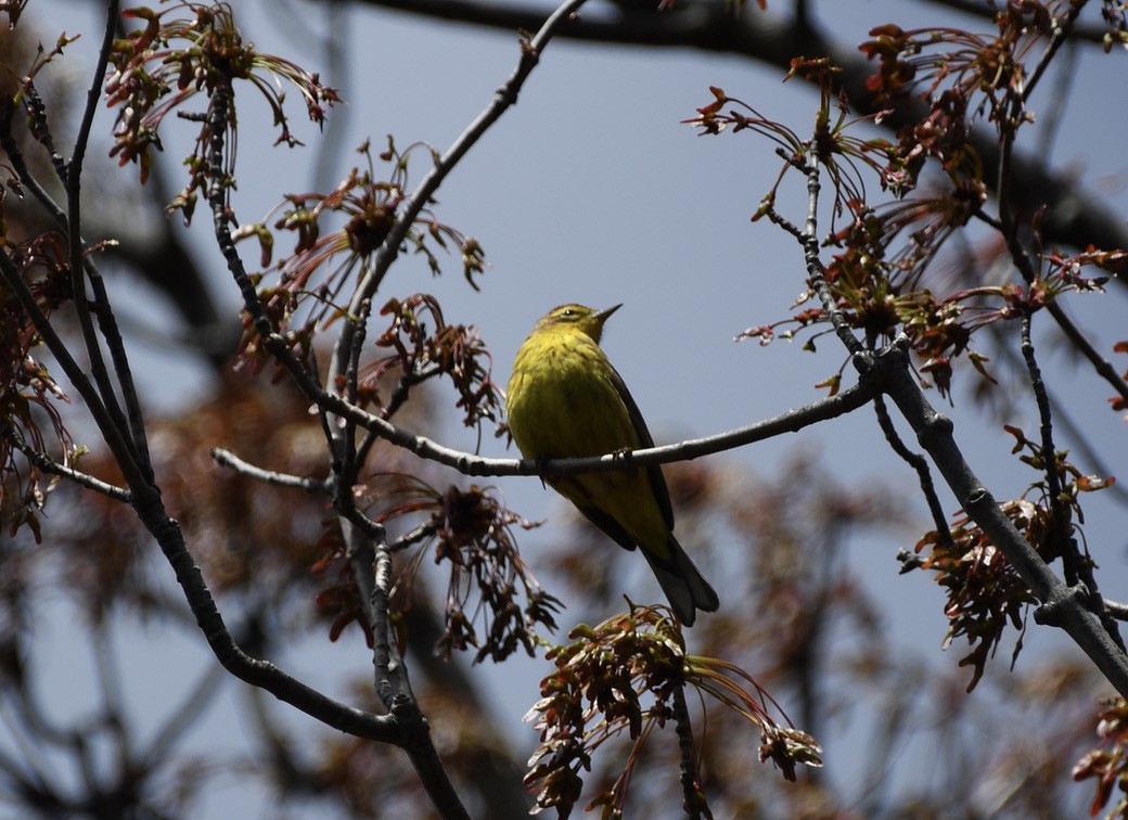 Palm Warbler - ML329034091