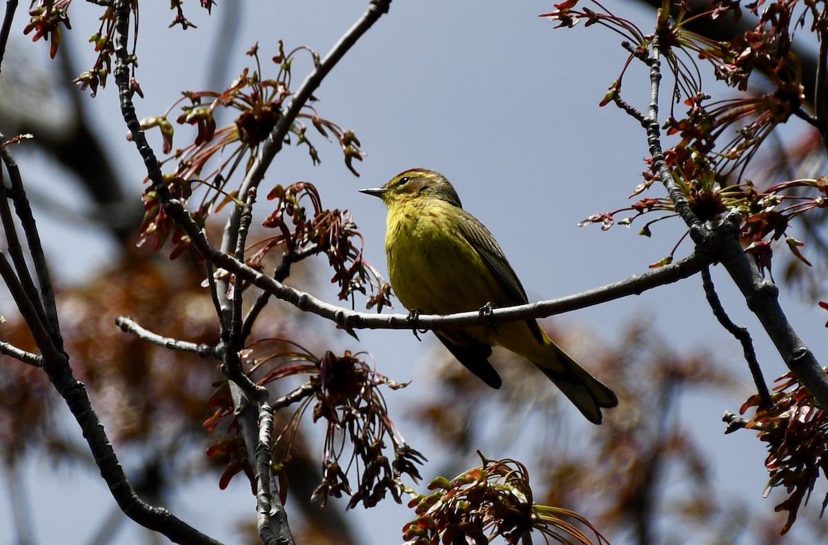 Palm Warbler - ML329034261