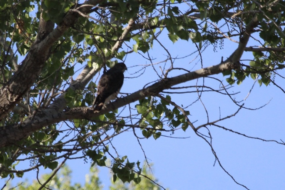 Broad-winged Hawk - ML329034831