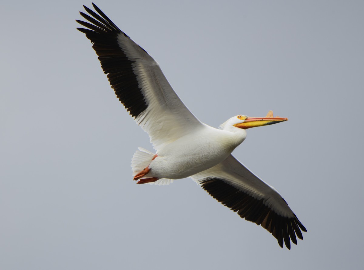 pelikán severoamerický - ML329036331