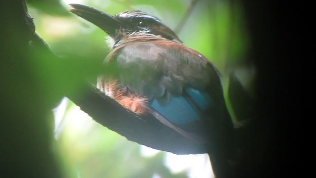 Turquoise-browed Motmot - ML329037111