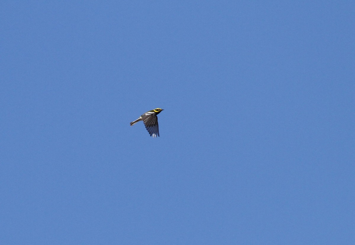 Townsend's Warbler - Ryan Terrill