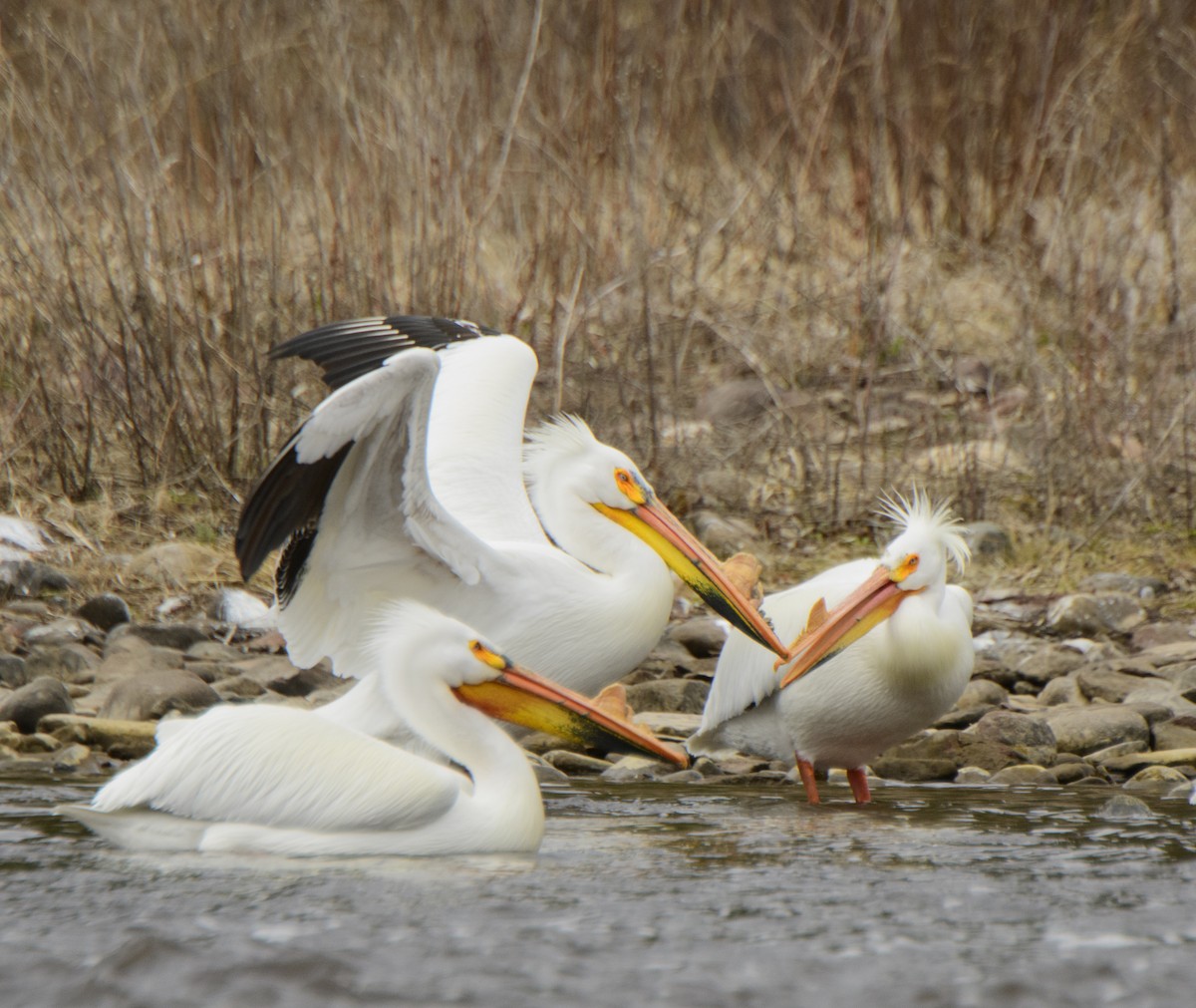 pelikán severoamerický - ML329038151