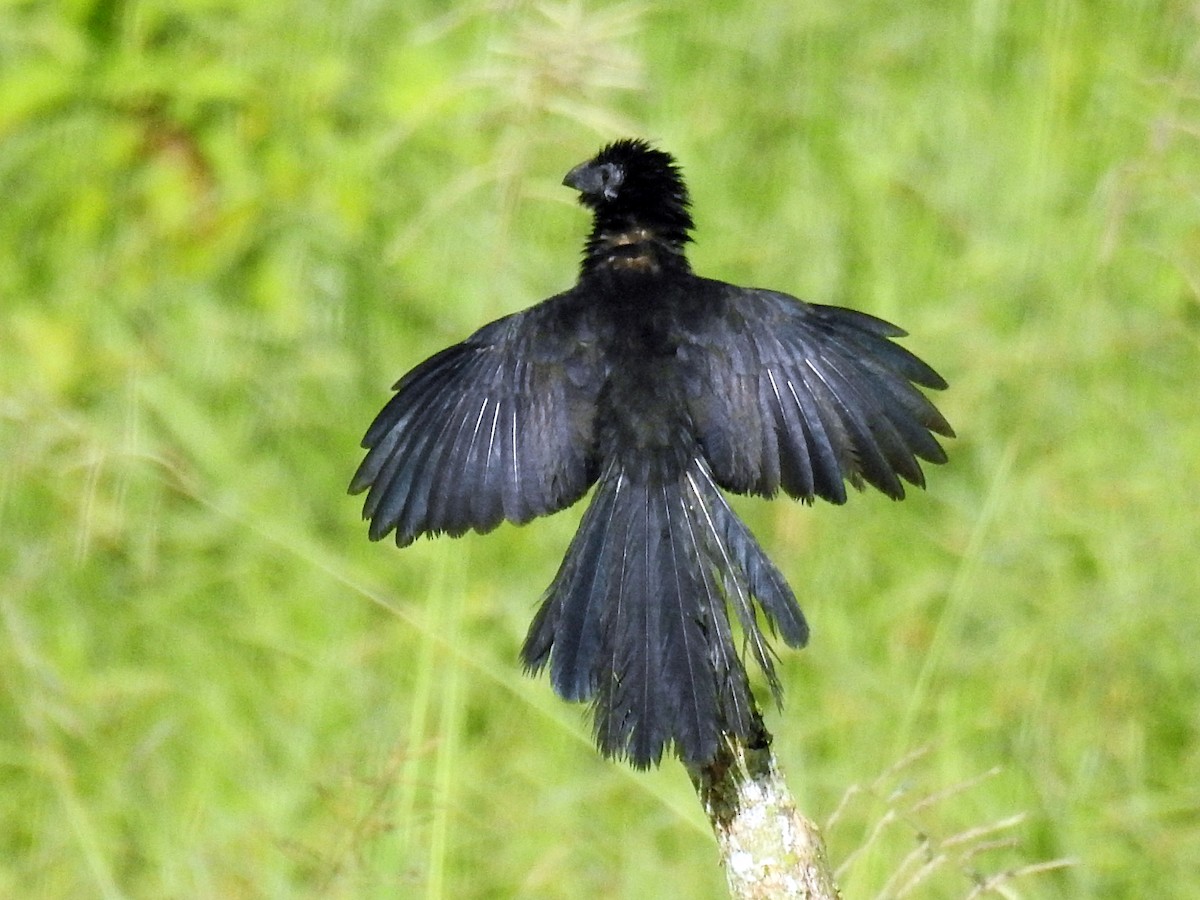 Groove-billed Ani - Romel Romero