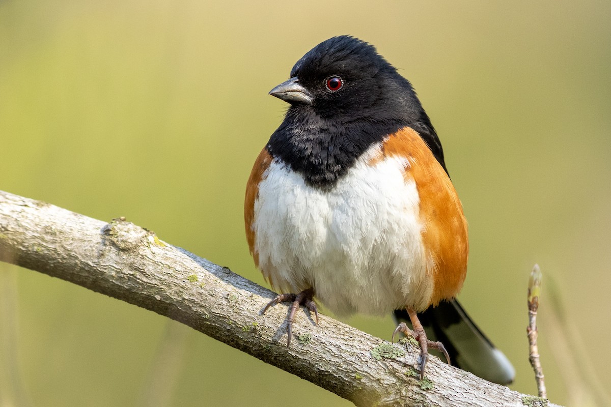 Eastern Towhee - ML329039151
