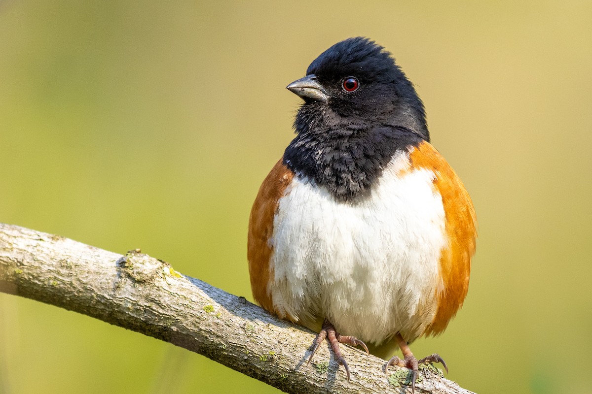 Eastern Towhee - ML329039161
