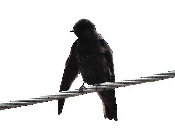 Golondrina Aserrada - ML329039811